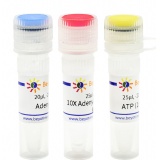 碧云天 5' DNA Adenylation Kit（5’DNA腺苷酰化试剂盒）(R0716S)