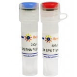 碧云天 SP6 RNA Polymerase（SP6 RNA聚合酶）(R7006M)