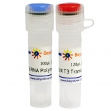 碧云天 T3 RNA Polymerase（T3 RNA聚合酶）(R7009M)