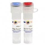 碧云天 T7 RNA Polymerase（T7 RNA聚合酶）(R7012M)