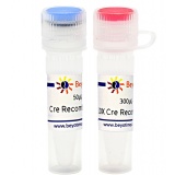 碧云天 Cre Recombinase（Cre重组酶）(D0509S)