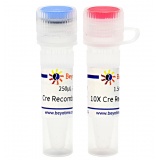 碧云天 Cre Recombinase（Cre重组酶）(D0509M)
