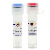 碧云天 T4 Gene 32 Protein (ssDNA结合蛋白)(D7057M)