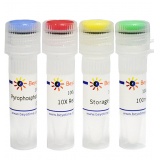 碧云天 Pyrophosphatase, Inorganic (yeast)（酵母无机焦磷酸酶）(R7025S)