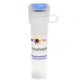 碧云天 Pyrophosphatase, Inorganic (yeast)（酵母无机焦磷酸酶）(R7025L)