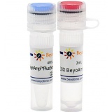 碧云天 BeyoAmp Plus Extra-long DNA Polymerase (BeyoAmp Plus 超长DNA聚合酶)(D7215M)