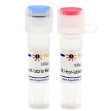 碧云天 Uracil-DNA Glycosylase (Heat-labile, Bacterium)（热敏型细菌UDG）(D7362S)