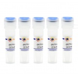 碧云天 dNTP/dUTP Mixture (2.5mM each/5mM)(dATP、dCTP、dGTP和dUTP混合水溶液)(D7376-5ml)