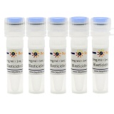碧云天 Blasticidin S HCl (灭瘟素S)(ST018-5ml)