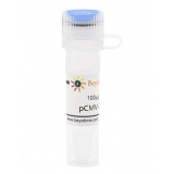 碧云天 pCMV-C-HA(pCMV-C-HA质粒)(D2639-100μg)