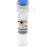 碧云天 pIL-6-promoter-luc (报告基因质粒)(D2386-100μg)