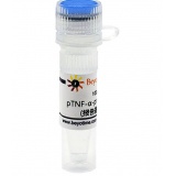 碧云天 pTNF-α-promoter-luc (报告基因质粒)(D2480-100μg)