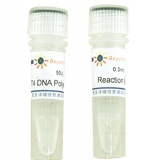 碧云天 T4 DNA Polymerase(T4 DNA聚合酶)(D7051)