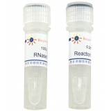 碧云天 RNase H(脱氧核糖核酸酶H)(D7089)