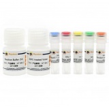 碧云天 BeyoRT II cDNA第一链合成试剂盒(RNase H-)(D7168L)