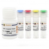 碧云天 BeyoRT II cDNA合成试剂盒(with gDNA Eraser)(D7170L)