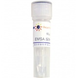 碧云天 EMSA探针－ARE (1.75μM)60μl