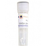 碧云天 EMSA探针－HIF-1α (1.75μM)60μl