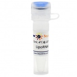碧云天 LipoRNAi转染试剂(C0535-0.5ml)