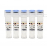 碧云天 LipoRNAi转染试剂(C0535-7.5ml)