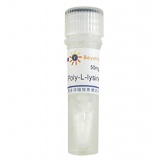 碧云天 Poly-L-lysine/多聚赖氨酸(ST509)