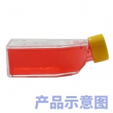 碧云天 AHR基因敲除HEK293T细胞(L00118)