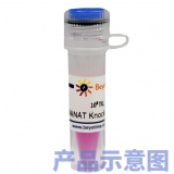 碧云天 BDNF基因敲除慢病毒(L00147)