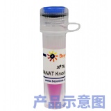 碧云天 BRCA1基因敲除慢病毒(L00152)