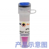 碧云天 EGR1基因敲除慢病毒(L00232)
