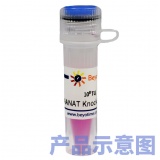 碧云天 NPPA基因敲除慢病毒(L00337)