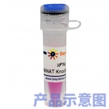 碧云天 PCNA基因敲除慢病毒(L00362)