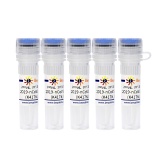 碧云天 2019-nCoV Spike Protein RBD (K417N, E484K, N501Y, 南非突变株)(P2337-1mg)