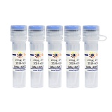碧云天 2019-nCoV Spike Protein RBD (Delta, L452R, T478K, 319-541, 印度突变株)(P2341-1mg)