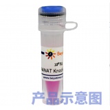 碧云天 HDAC3基因敲除慢病毒(L01581)