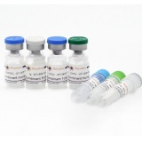 碧云天 Recombinant Human aFGF(重组人aFGF)(P5448-100μg)