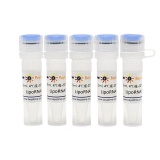 碧云天 LipoRNAi转染试剂(C0535-7.5ml)