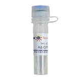 碧云天 Ad-GFP-p62(GFP-p62腺病毒)(C3015-1ml)