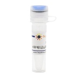 碧云天 辣根过氧化物酶标记山羊抗兔IgG(H+L)(A0208)