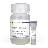 碧云天 XIAP抗体(兔多抗)(AX356)
