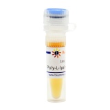 碧云天 Poly-L-lysine溶液(C0313-5mg)