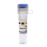 碧云天 Lenti-mCherry-EGFP-LC3B (10^9TU/ml)(mCherry-EGFP-LC3B慢病毒)(C3002-100μl)