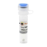 碧云天 DBeq (p97抑制剂)(SG0006-5mg)