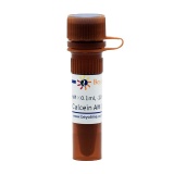 碧云天 Calcein AM (钙黄绿素AM)(C2012-0.1ml)
