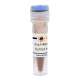 碧云天 Human Holo Transferrin（铁饱和形式的Transferrin (转铁蛋白)）(ST1135-100mg)