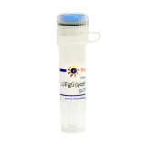 碧云天 山羊IgG (Lyophilized Powder, ≥95%)(A7054-50mg)