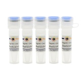 碧云天 Blasticidin S HCl (灭瘟素S)(ST018-5ml)