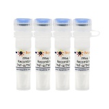 碧云天 rHu TNF-α/TNFSF2, His-tag(重组人TNF-α/TNFSF2, His-tag)(P5322-1mg)