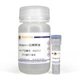 碧云天 Phospho-IRS1(Ser307)抗体(兔多抗)(AI623)