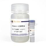 碧云天 Phospho-cdc2(Tyr15)抗体(兔单抗)(AC207)