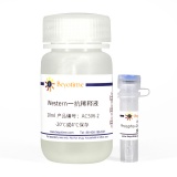 碧云天 Phospho-Chk1(Ser345)抗体(兔多抗)(AC506)